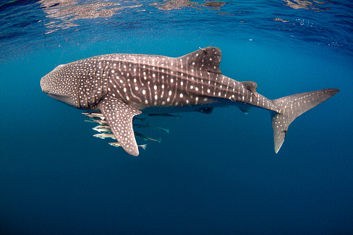 Tagged Whale Shark with Cobia on the Ningaloo Reef, Exmouth, Western Australia