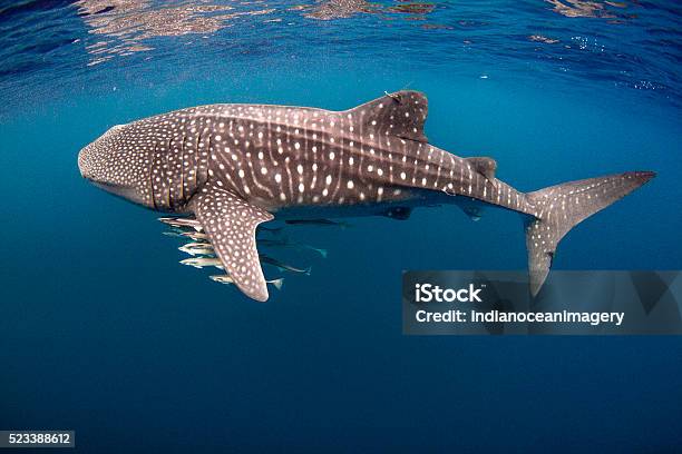 Tagged Whale Shark With Cobia Stock Photo - Download Image Now - Whale Shark, Exmouth - Western Australia, Ningaloo Reef