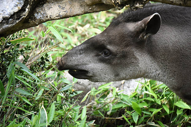 South-American Tapir Names: South American tapir, Brazilian tapir,  lowland tapir, anta tapirus terrestris stock pictures, royalty-free photos & images