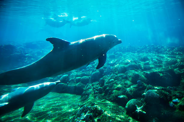 golfinhos debaixo de água - dolphin aquarium bottle nosed dolphin smiling imagens e fotografias de stock