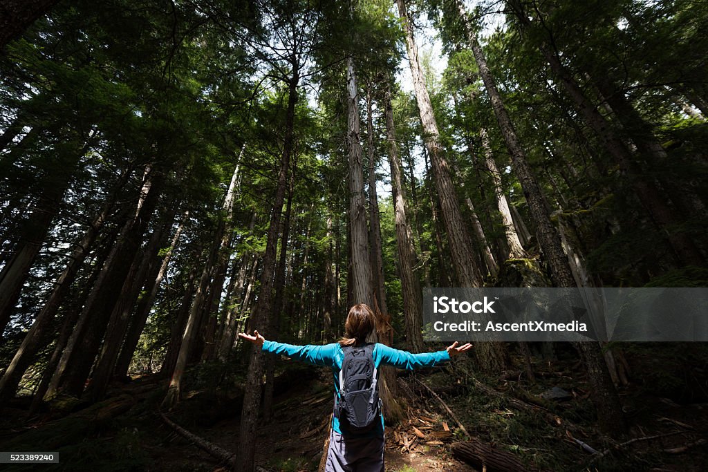 Hiker rejoicing in a temperate rainforest Tall - High Stock Photo