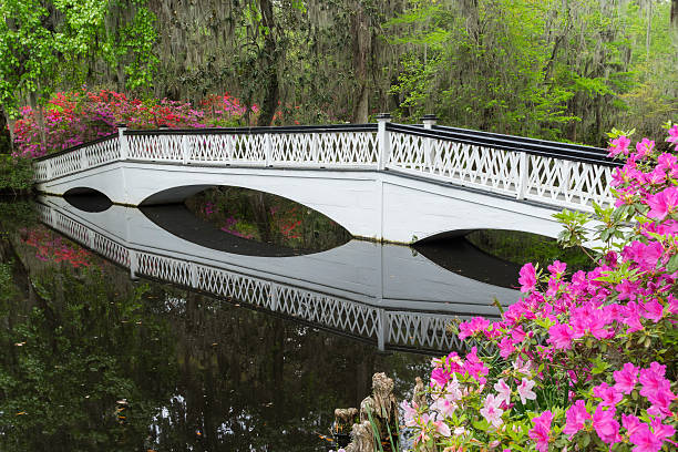 jardín puente y florecer azaleas en el sur de plantación de - magnolia southern usa white flower fotografías e imágenes de stock