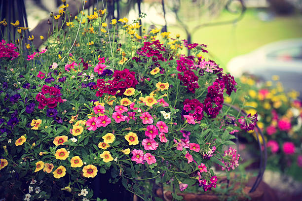 色鮮やかなミックス春夏の花があふれるハンギングバスケット - 一年生植物 ストックフォトと画像
