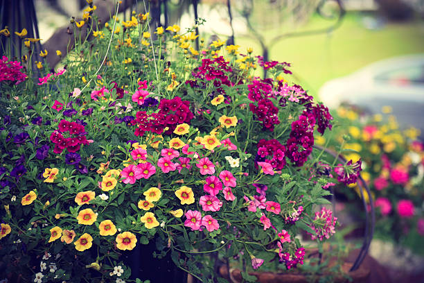 Beautiful home garden in antique yard on a sunny summer day.