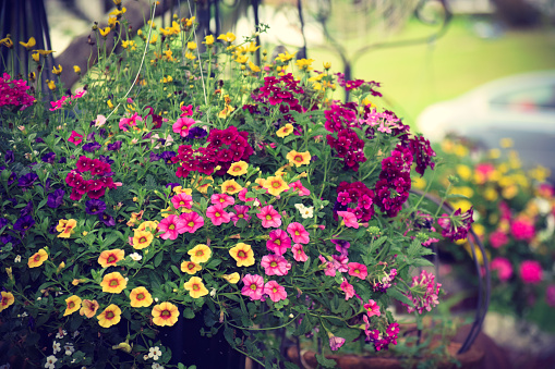 Vibrant Profusion of colorful annuals including Verbena, Calibrachoa, (Million Bells), Sutera cordata (Bacopa flower) and more -- colors include orange, yellow, gold, burgundy red, pink, deep purple, white