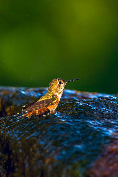 istock Hummingbird in Golden Gate Park, San Francisco 523390084