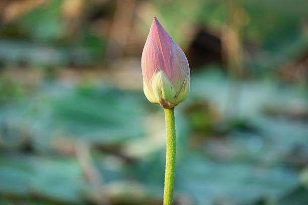 istock lotus,Beautiful lotus flower 523390622