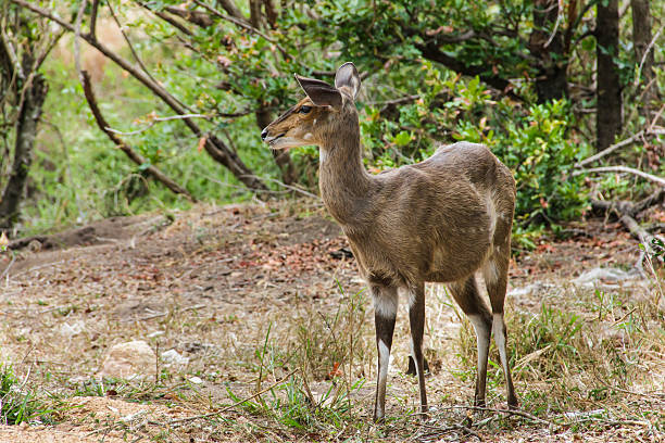 Bushbuck Saw this Bushbuck whilst visiting the famous Kruger National Park in South Africa. bushbuck stock pictures, royalty-free photos & images