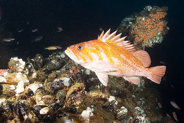 ロック魚はカリフォルニアのリーフ - rockfish ストックフォトと画像