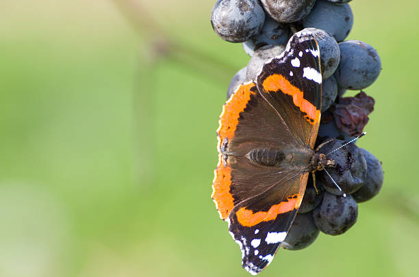 Red Admiral Butterfly Eating Blue Grapes Closeup with Blurred Background