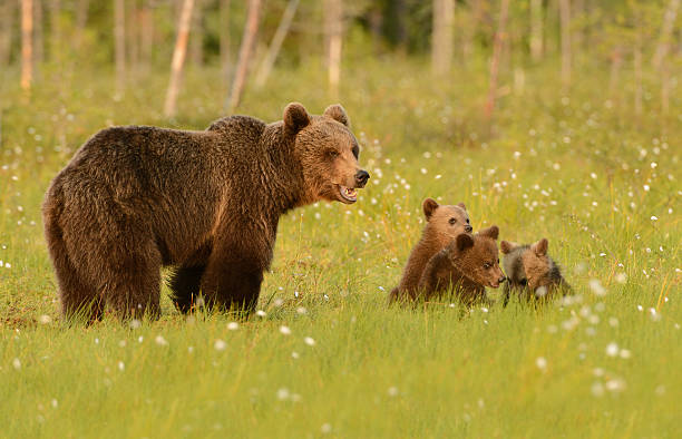 Female Brown Bear with her three cubs at around 9pm in a swamp near the Russian border in the Northeastern part of Finland with wonderful warm sunlight.