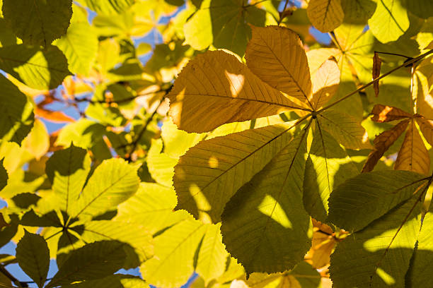 istock colorful chestnut leaves background 523392382
