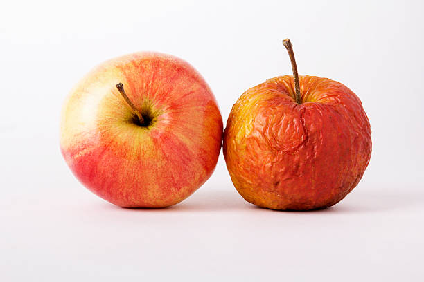 young and old apples apples, young and old as a metaphor for aging on white background rotting apple fruit wrinkled stock pictures, royalty-free photos & images