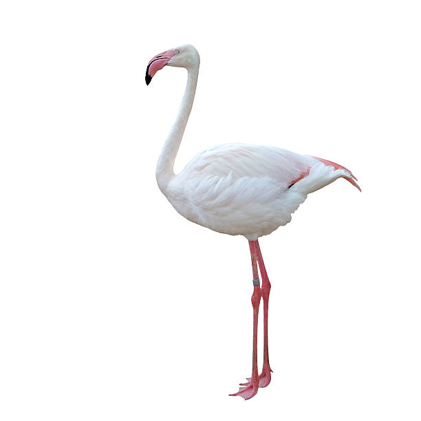 istock pink flamingo isolated on white 523392940