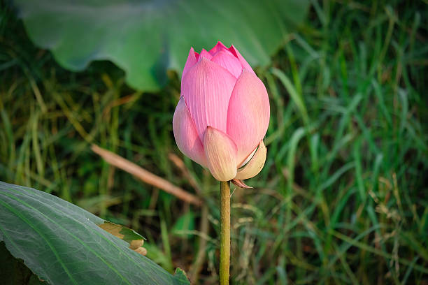 istock lotus,Beautiful lotus flower 523393156