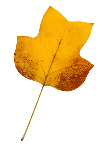 A closeup of a grungy  yellow poplar leaf in autumn foliage colors isolated against a white background