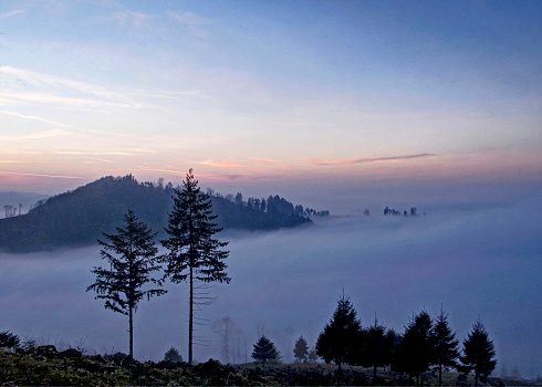 November fog in a pine forest,