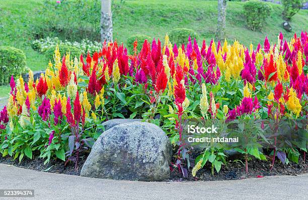 Colorato Fiori Celosia Fiore - Fotografie stock e altre immagini di Ambientazione esterna - Ambientazione esterna, Asparagina, Bocciolo