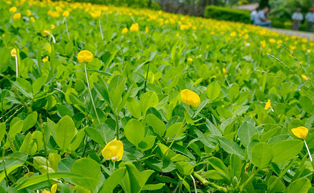 istock Arachis pintoi in Myanmar 523394402