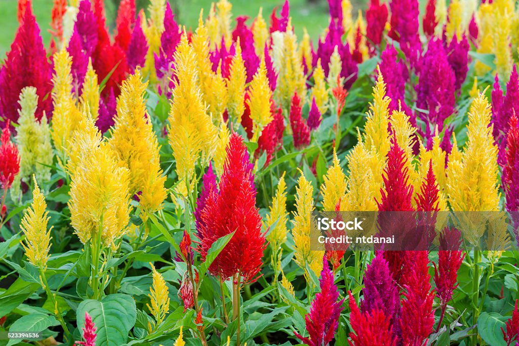 Colorato fiori Celosia fiore - Foto stock royalty-free di Ambientazione esterna