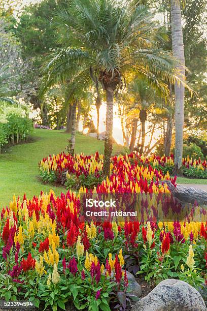 Colorato Fiori Celosia Fiore - Fotografie stock e altre immagini di Albero - Albero, Ambientazione esterna, Asparagina