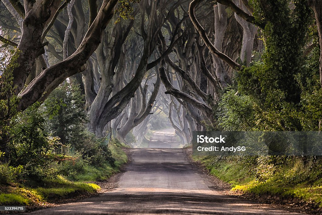 The Dark Hedges This is the landscape view through the avenue of Beech trees that has become known as the Dark Hedges.  The 300 trees have grown over the tears to form this majestic archway over the road and it never fails to amaze me how different it looks every time i visit. Dark Hedges Stock Photo