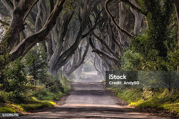 The Dark Hedges Stock Photo - Download Image Now - Dark Hedges, County Antrim, Coastline