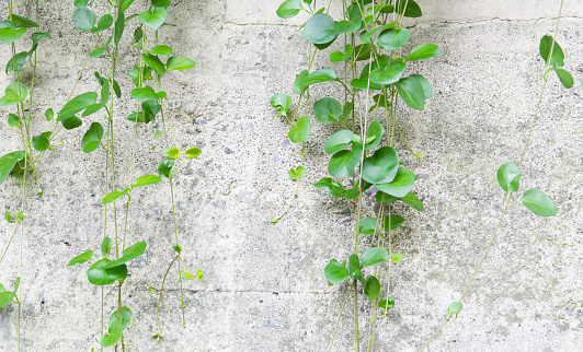 green creeper plant on white wall