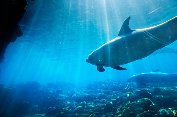 golfinhos debaixo de água - dolphin aquarium bottle nosed dolphin smiling imagens e fotografias de stock