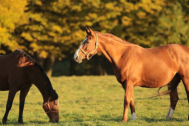 istock Horse on pasture before sunset 523395299