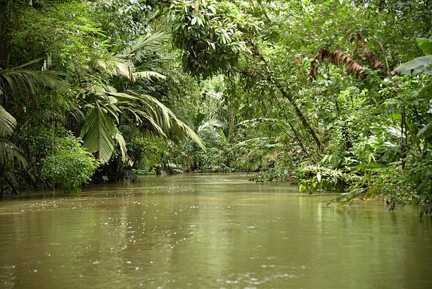 istock Tortuguero National Park and its canals 523395340