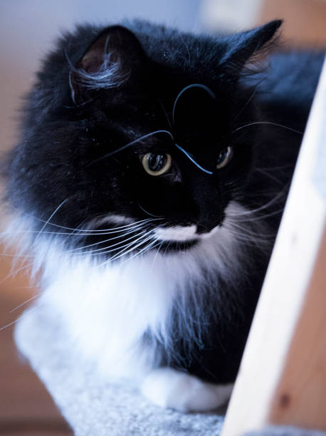 istock Tuxedo Cat sitting on a carpeted shelf looking right 523395395