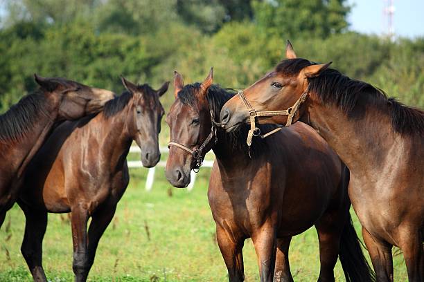 istock Two brown horses nuzzling each other 523395401