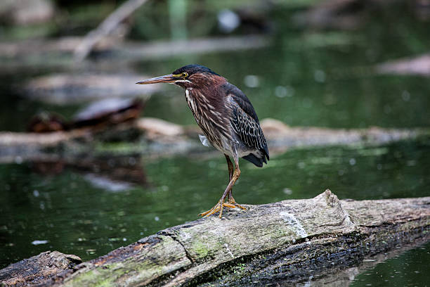 istock Green Heron in a Local Pond 523395564