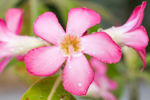 Pink adenium or desert rose flower with water drops. Macro shot