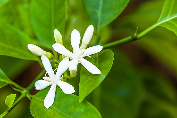 istock Siamese randia, Oxycerus Horridus Lour 523396328