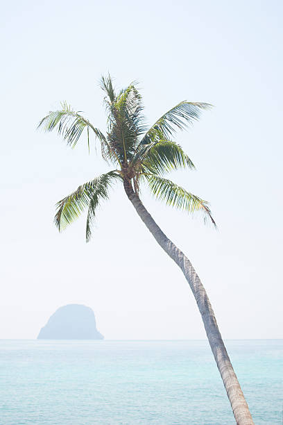 Palm Tree Leaf background White And Black Texture Silhouette, branch realistic tropical coconut leave isolated, beautiful summer nature wallpaper with sky