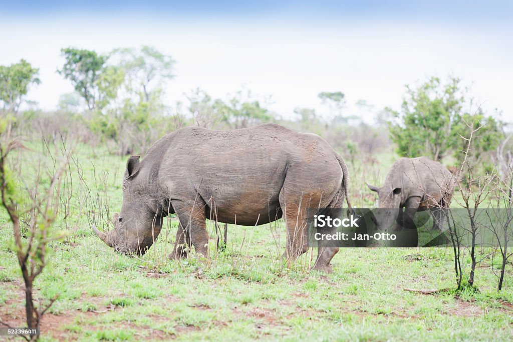 White rhinos im Krüger national park - Lizenzfrei Afrika Stock-Foto