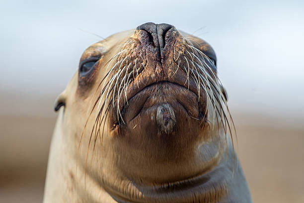 istock female sea lion on the beach 523396454