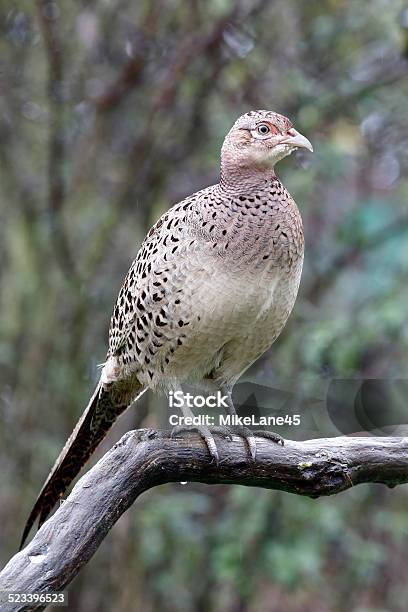 Common Pheasant Phasianus Colchicus Stock Photo - Download Image Now - Agricultural Field, Animal, Animal Wildlife