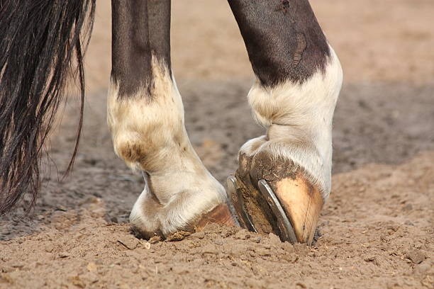 istock Horse hoofs with horseshoe close up 523396539