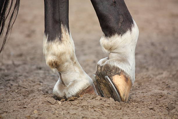 Black horse hoofs with horseshoe close up