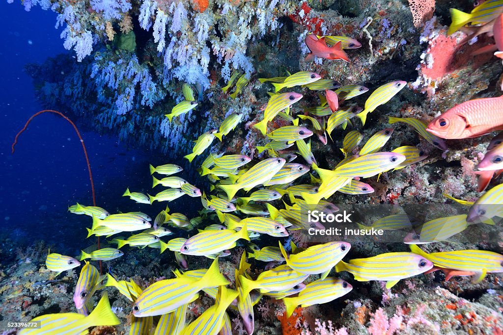 softcoral and blueline snappers softcoral and blueline snappers.softcoral and blueline snappers. Animal Stock Photo