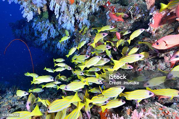 Softcoral And Blueline Snappers Stock Photo - Download Image Now - Animal, Animal Wildlife, Beauty