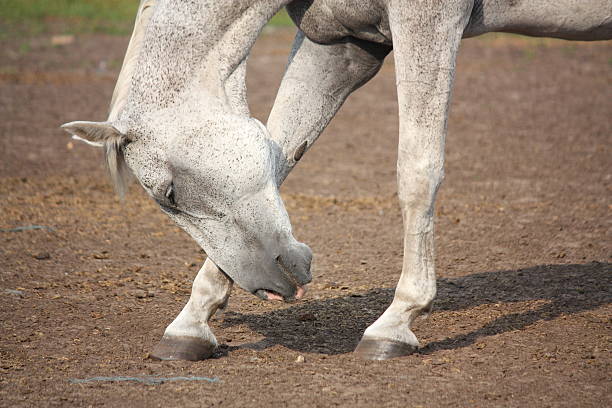 Beautiful gray horse bowing down in paddock in summer