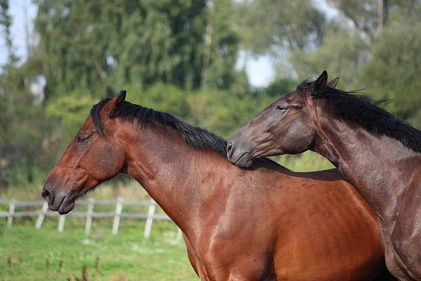 istock Two brown horses nuzzling each other 523397091
