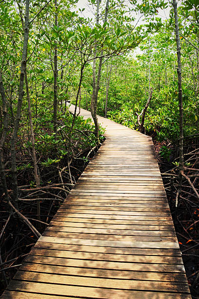 istock Wooden bridge walkway to mangrove forest 523397206