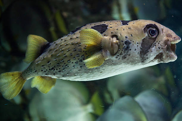 istock Longspined porcupinefish (Diodon holocanthus). 523398026