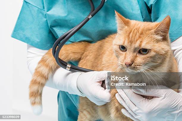 Animal Clinic Treatment With Stethoscopes At A Cat Stock Photo - Download  Image Now - iStock
