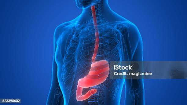 Human Body Organs Stock Photo - Download Image Now - Esophagus, Stomach, Abdomen